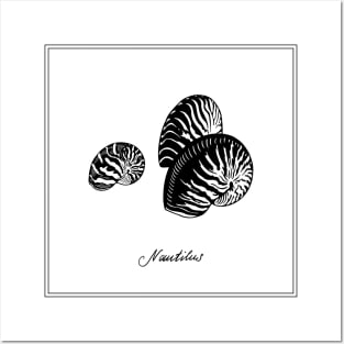 Nautilus Tiger Seashells. Black and white illustration. Posters and Art